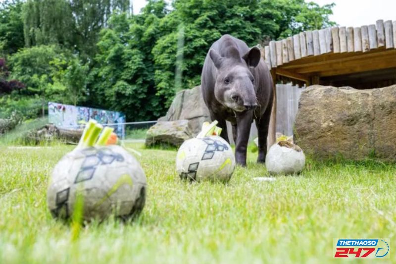 Vườn thú Allwetterzoo chọn heo vòi Theo làm "nhà tiên tri" cho EURO 2024