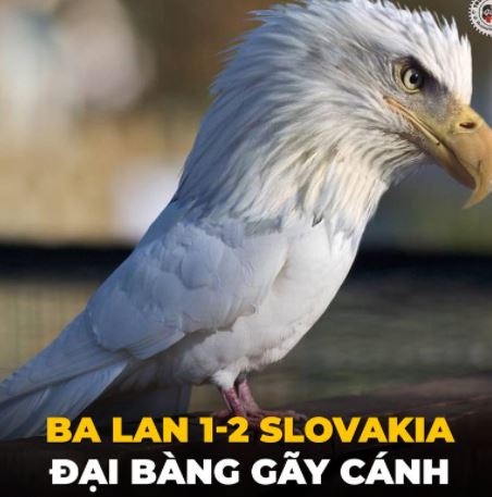 anh-che-ba-lan-vs-slovakia anh-che-ba-lan-vs-slovakia