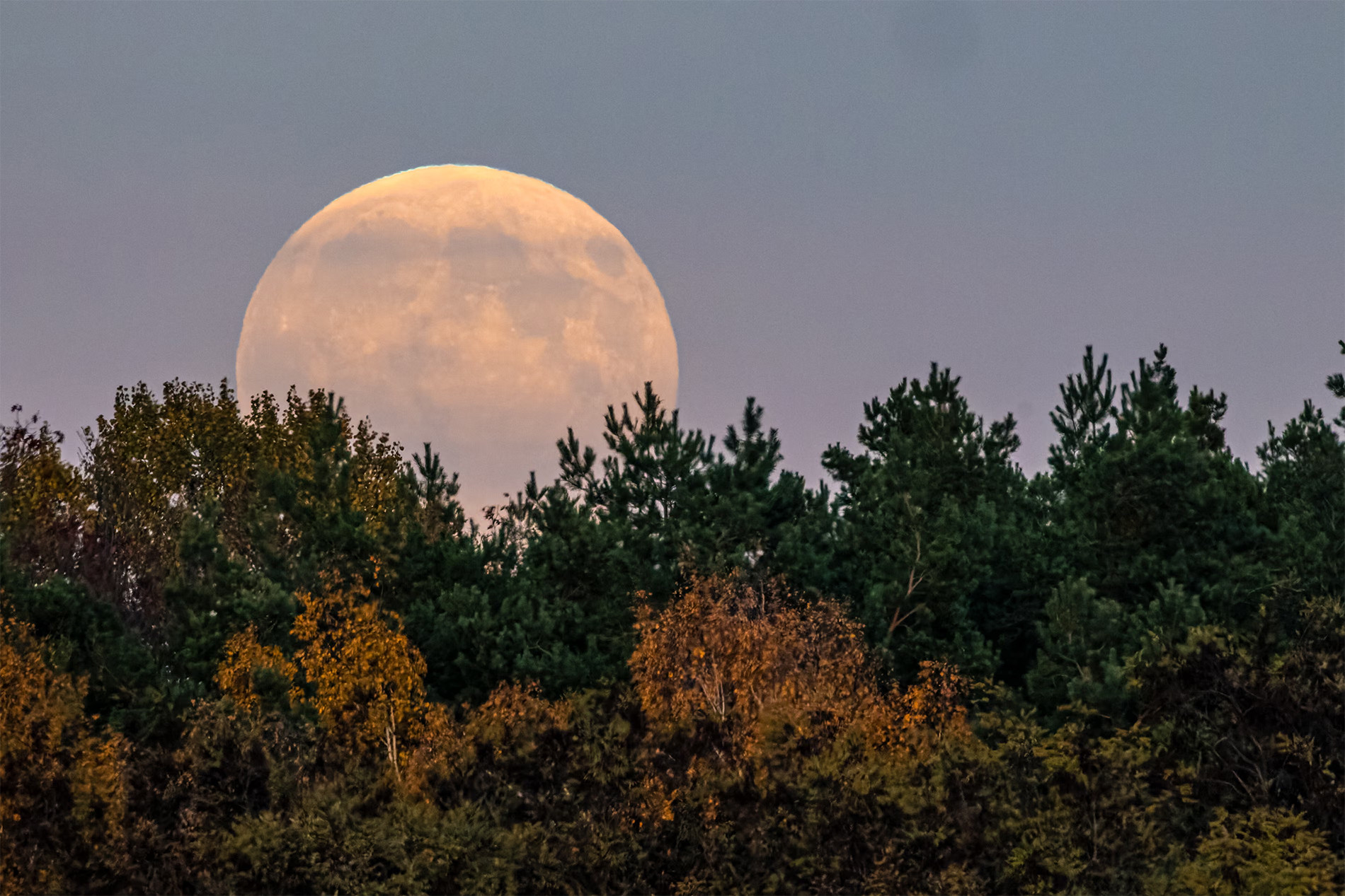 Siêu Trăng sau khu rừng Mặt Trăng tròn xuất hiện phía sau khu rừng